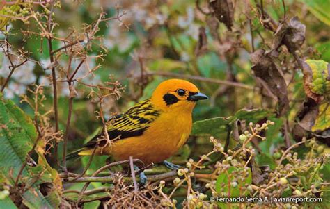 Résultats de votre recherche : Bird Habitat - Avian Report