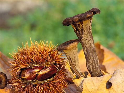 Testez vos connaissances sur les champignons