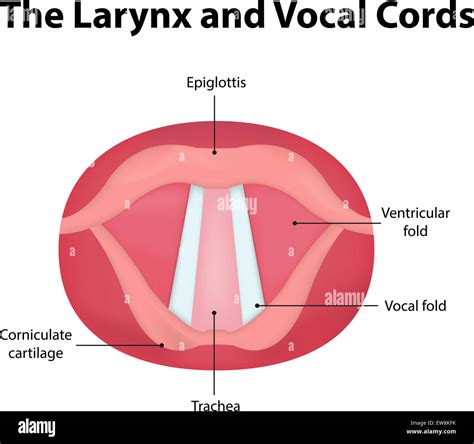 The Larynx And Vocal Cords Stock Photo Alamy