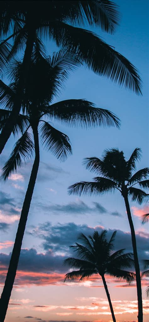 Palm Trees Phone Wallpapers Wallpaper Cave