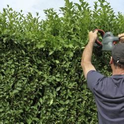 Ein weiterer vorteil hochgewachsener hecken ist, dass sie den wind abfangen. Kirschlorbeer schneiden: Wann und wie wird's gemacht ...