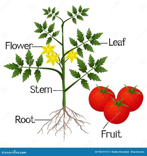 Illustration Showing The Parts Of A Tomato Plant Stock Vector