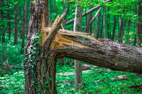 Best Broken Tree Trunk Stock Photos Pictures And Royalty Free Images