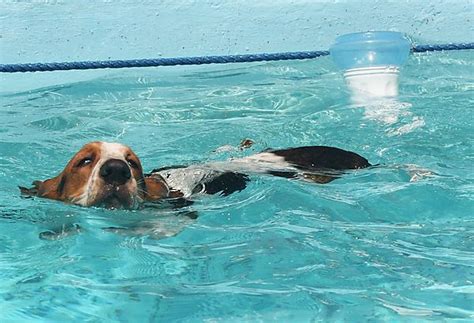 Are Basset Hounds Good Swimmers