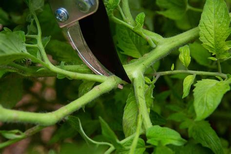 How To Prune A Tomato Plant