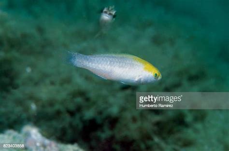Juvenile Parrotfish Photos And Premium High Res Pictures Getty Images