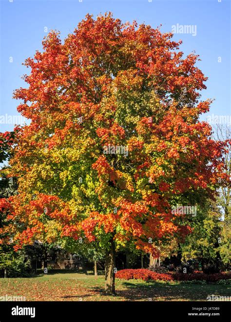 Large Maple Tree In Ontario Canada With Leaves Changing Color In Early