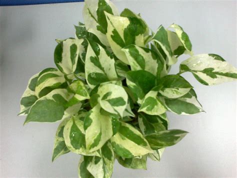 The youngest leaves on your tea plant tend to make the best tea. What are the varieties of pothos - The Plant Aide