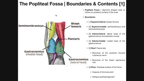 The Popliteal Fossa Explained Boundaries And Contents Youtube