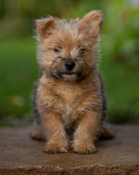 The norwich terrier was bred in britain as a sturdy ratting dog and foxhunter. Norwich Terrier Info, Temperament, Puppies, Pictures