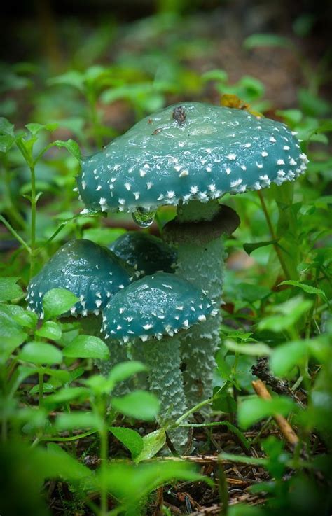 Stropharia Aeruginosa By Alexey Zakharinskij On 500px Tree Mushrooms