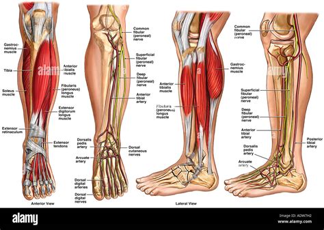 Lower Leg Muscles Anatomy