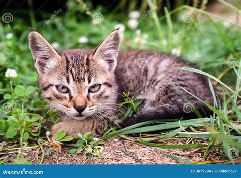 Kitten Sitting In The Grass Stock Image Image Of Leaves Mammal