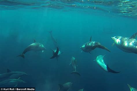 Drone Captures Pod Of Dolphins Swimming Alongside Boat
