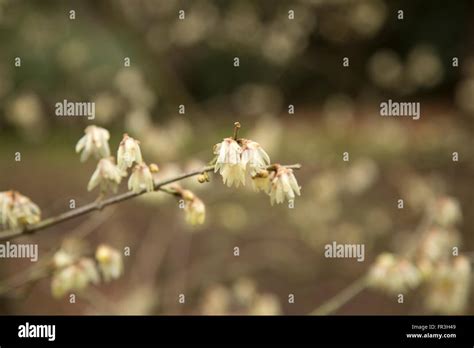 Chimonanthus Praecox Or Wintersweet A Winter Flowering Shrub Stock