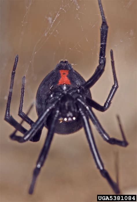 Black Widow Spider Latrodectus Mactans Araneae Theridiidae 5381084