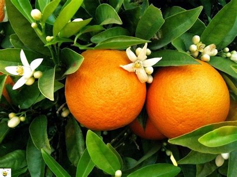 june 27 is national orange blossom day foodimentary national food holidays