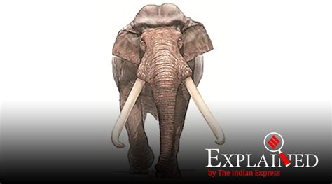 Explained What Is A Giant Straight Tusked Elephant Explained News