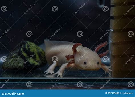 Underwater Axolotl Portrait Close Up In An Aquarium Mexican Walking