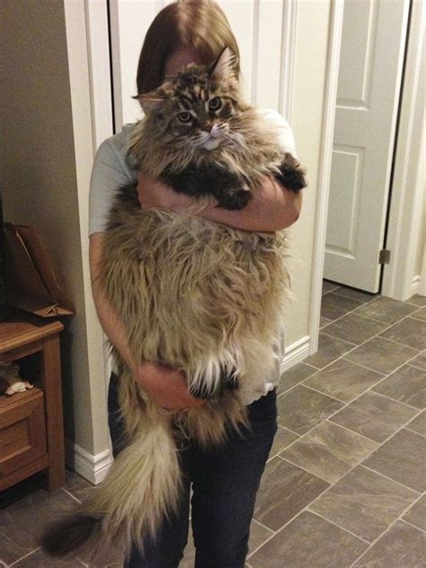 14 Gatos gigantes que tienes que conocer (con imágenes) Petdarling