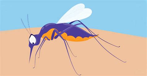 When Is Mosquito Season Earthkind