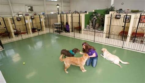 Dog Boarding Services Pet Palace Pet Resort