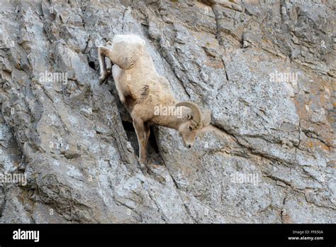 Rock Climbing Sheep Hi Res Stock Photography And Images Alamy
