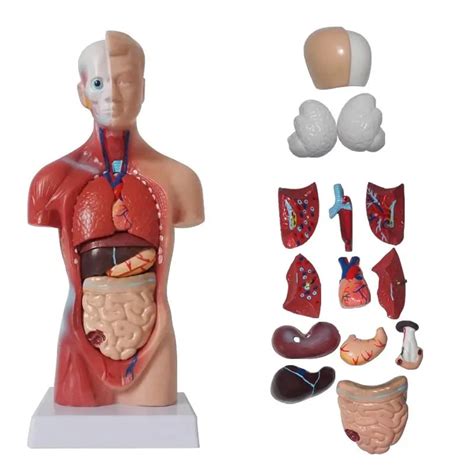 Anatomisch Lichaam Anatomisch Model Torso Anatomie Het My XXX Hot Girl