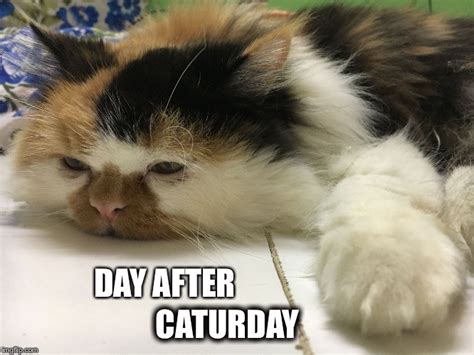 Image Tagged In Day After Caturday Imgflip