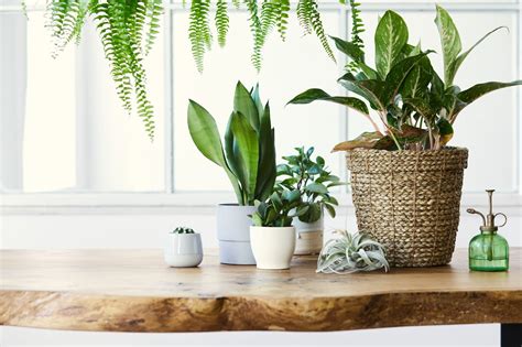 Biophilic Design Staying Connected With Nature Inside Your Home