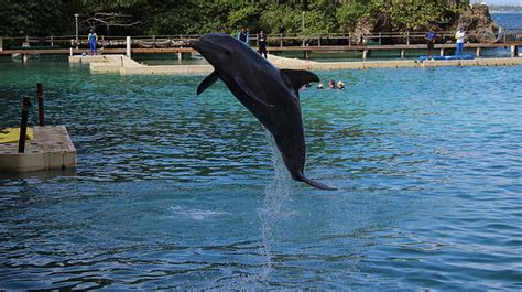 Swim With These Stunning Animals In Jamaica