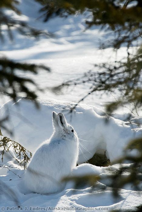 Snowshoe Hare In Snow Snowshoe Hare Snow