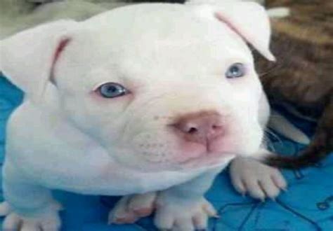 White Pitbull 5 Reasons Why Everyone Love This Dog Breed