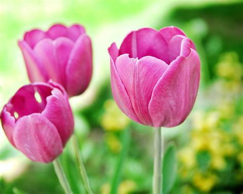 Three Pink Tulip Flowers At Daytime In Closeup Photography Tulips Hd