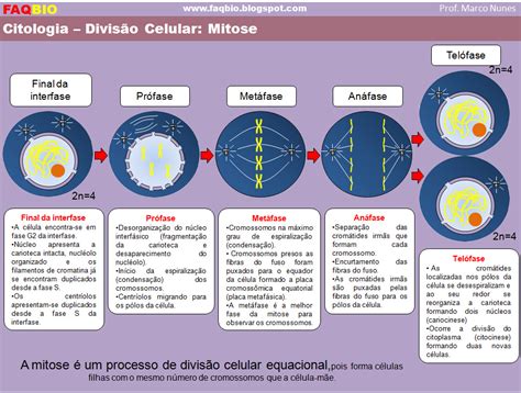 FAQBIO Apoio ao Estudo de Biologia FICHA RESUMO CITOLOGIA DIVISÃO