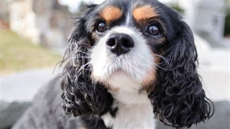 Desperate To Adopt The Reality Of The Cavaliers In Rescue Bliss
