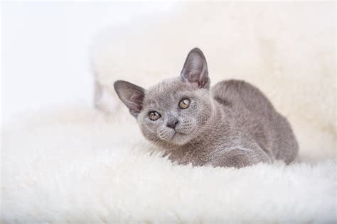 European Burmese Cat Gray Kitten Sitting On The White Fur Stock Image