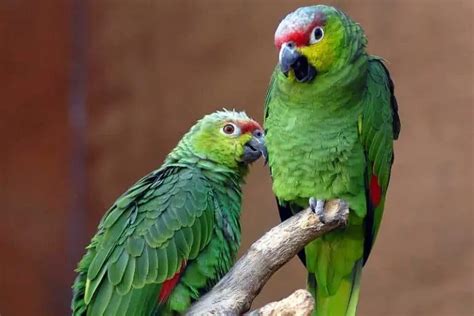 Parrots In Florida 17 Species With Pictures Bird Feeder Hub
