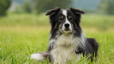 Border Collie Dog Breed Information History And Characteristics