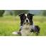 Border Collie Dog  Breed Information History & Characteristics