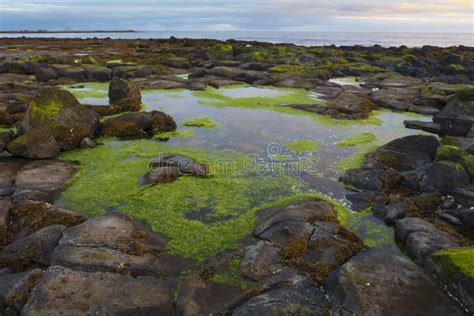 Lava Field Covered With Moss Near Vik Iceland Stock Image Image Of