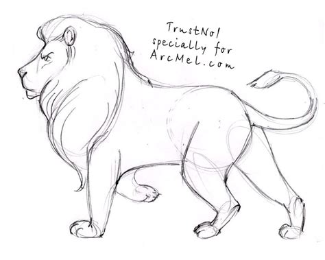 How To Draw A Lion Step By Step Arcmelcom
