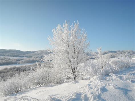 Beautiful Winter Landscape With Snow White Trees Covered With Frost