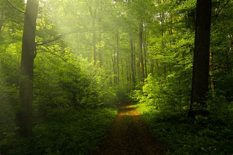 Free Images Tree Nature Wilderness Branch Light Wood Mist