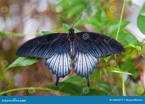 Grande Farfalla Nera Dello Swallowtail Sul Foglio Verde Immagine Stock