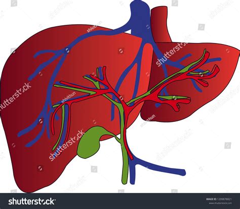 Liver Anatomy Illustration Stock Illustration 1209878821