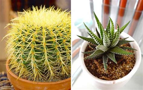 Untuk suvenir pernikahan, dekorasi rumah, taman, terrarium, ruang meja kerja. Aneka Rekomendasi Jenis Kaktus Hias Mini Yang Bakal ...