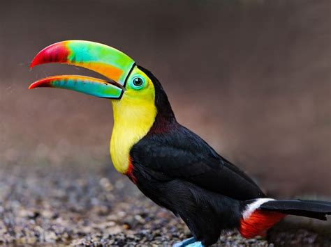 Toucan Tropical Exotic Colored Birds Colorful Beak Yellow