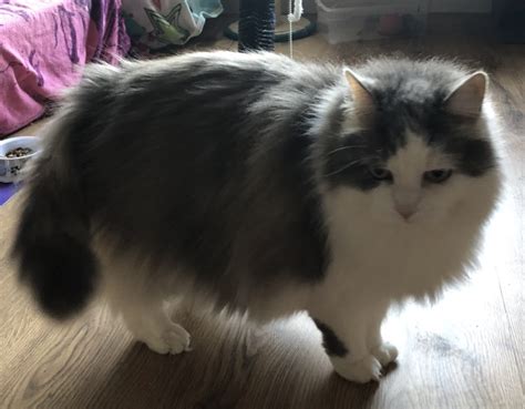 Minnie 14 Year Old Female Grey And White Domestic Long Haired Cat For