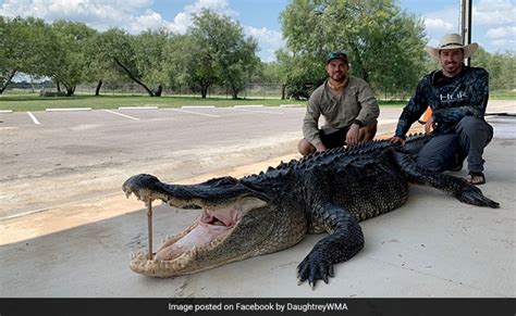 Hunters Catch Giant Once In A Lifetime 14 Foot Long Alligator In Texas